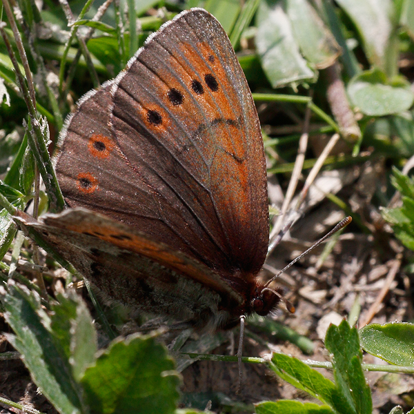 Erebia pandrose