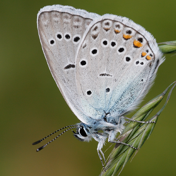 Polyommatus amandus