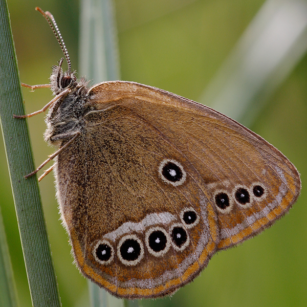 Coenonympha oedippus