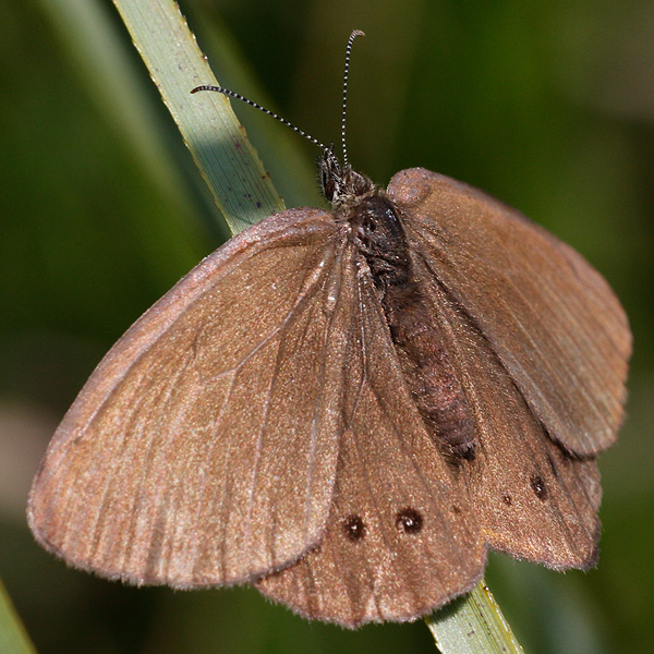 Coenonympha oedippus