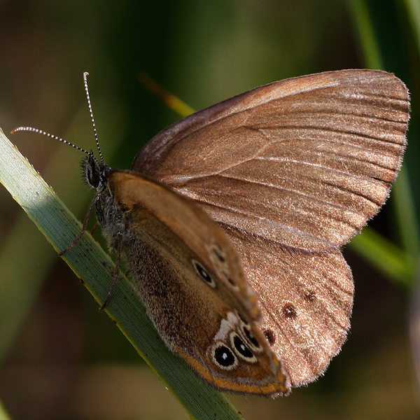 Coenonympha oedippus