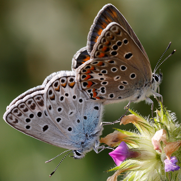 Polyommatus escheri copula