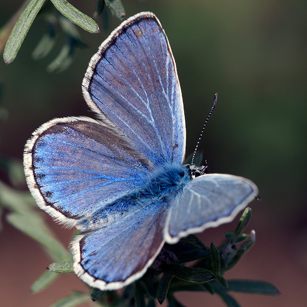 Polyommatus escheri