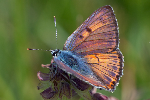 Lycaena alciphron