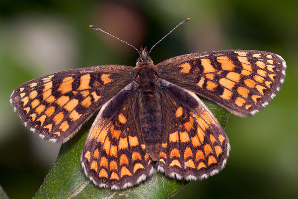 Melitaea-athalia