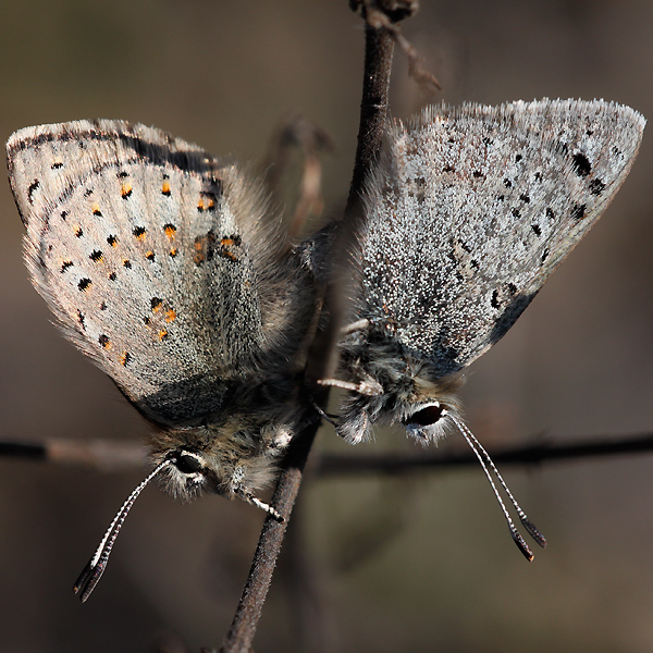 Tomares callimachus tauricus