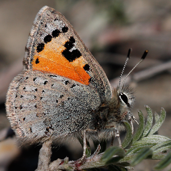 Tomares callimachus tauricus