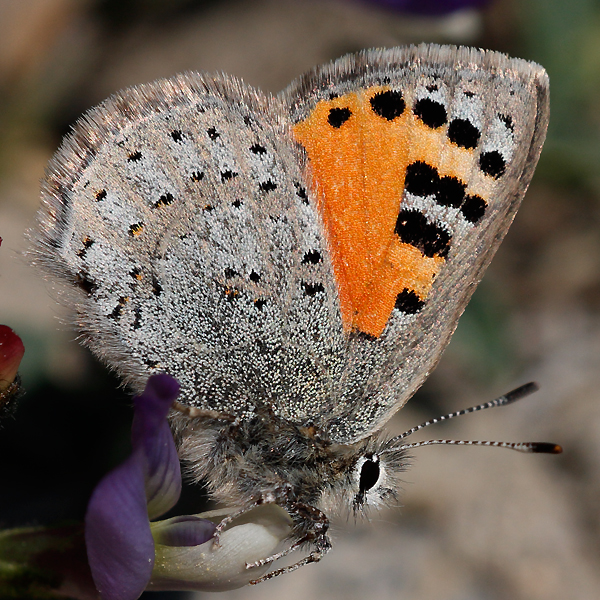 Tomares callimachus tauricus