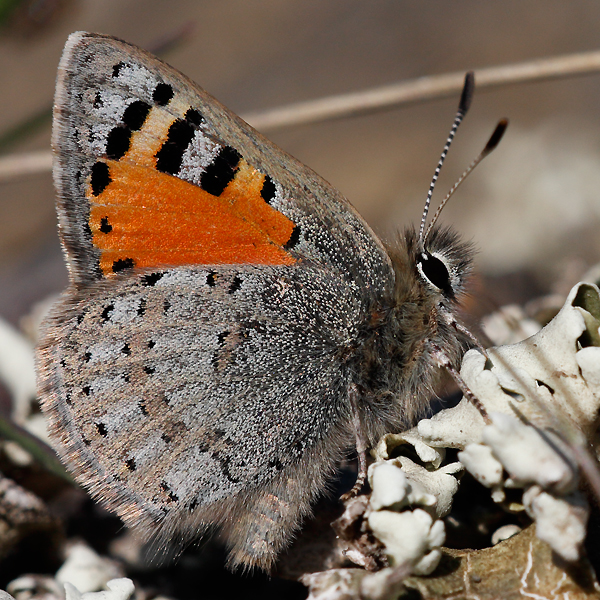 Tomares callimachus tauricus