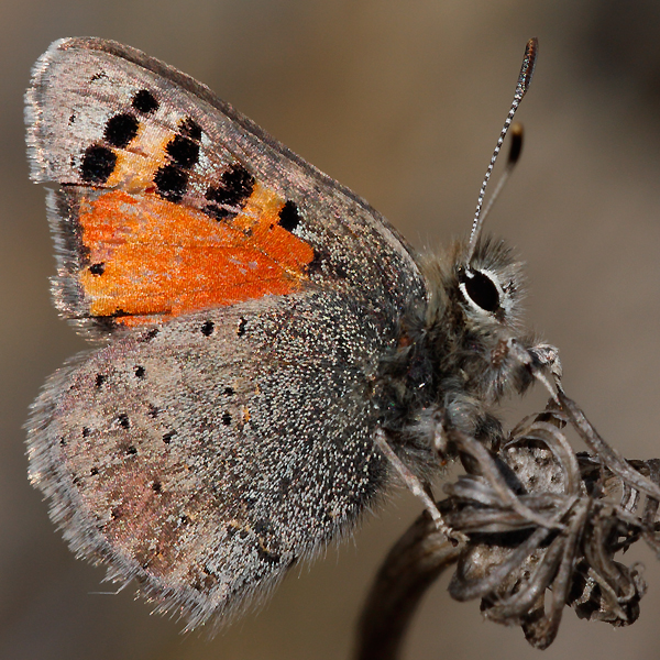 Tomares callimachus tauricus