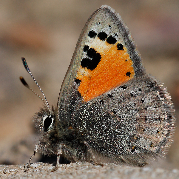 Tomares callimachus tauricus