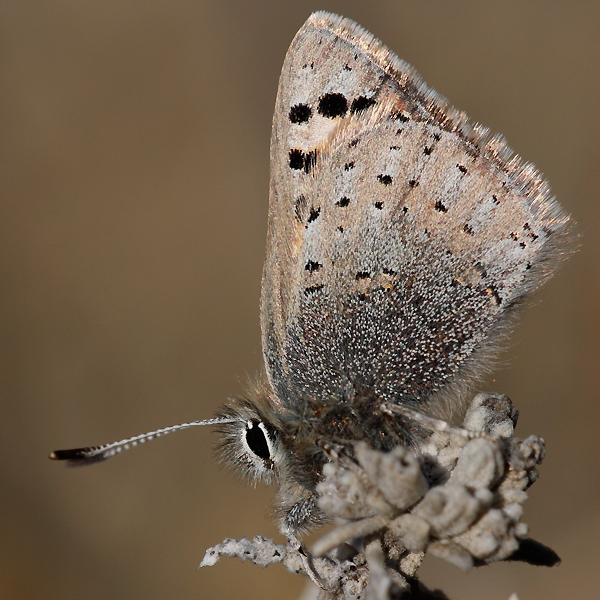 Tomares callimachus tauricus