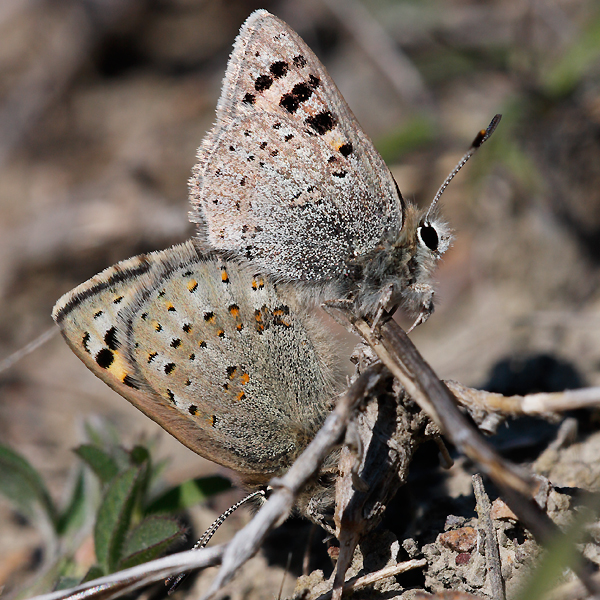 Tomares callimachus tauricus