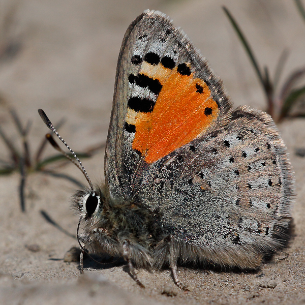 Tomares callimachus tauricus