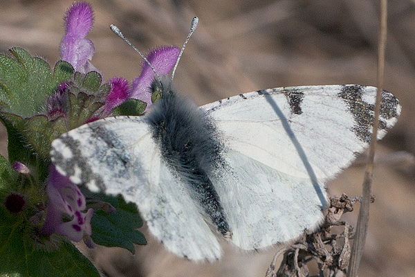 Euchloe ausonia (volgenensis)