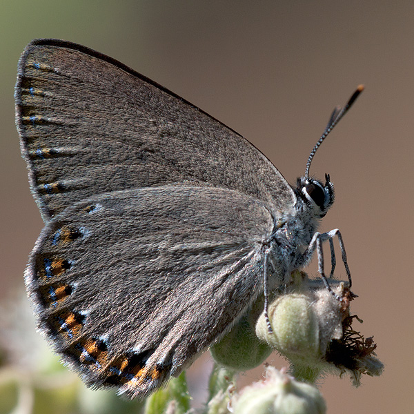 Laeosopis roboris