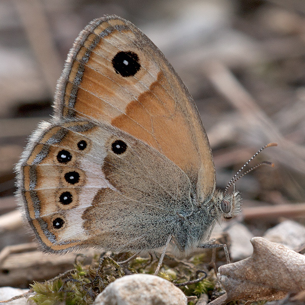 Coenonympha dorus