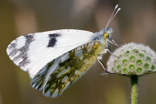 Euchloe ausonia