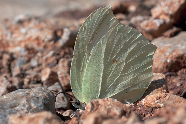 Gonepteryx farinosa