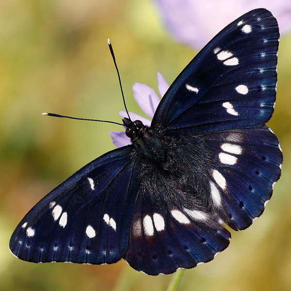 Limenitis reducta