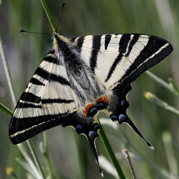 Iphiclides podalirius