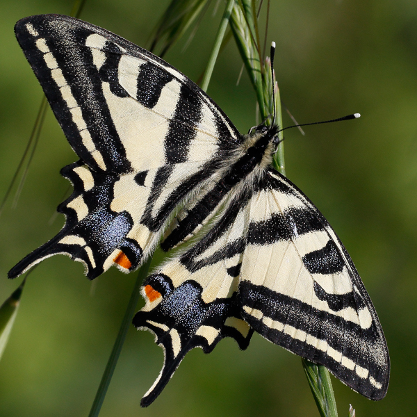 Papilio alexanor