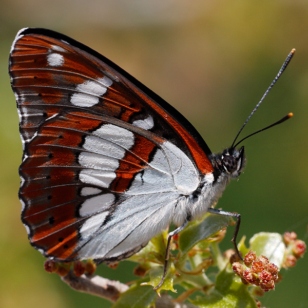 Limenitis reducta