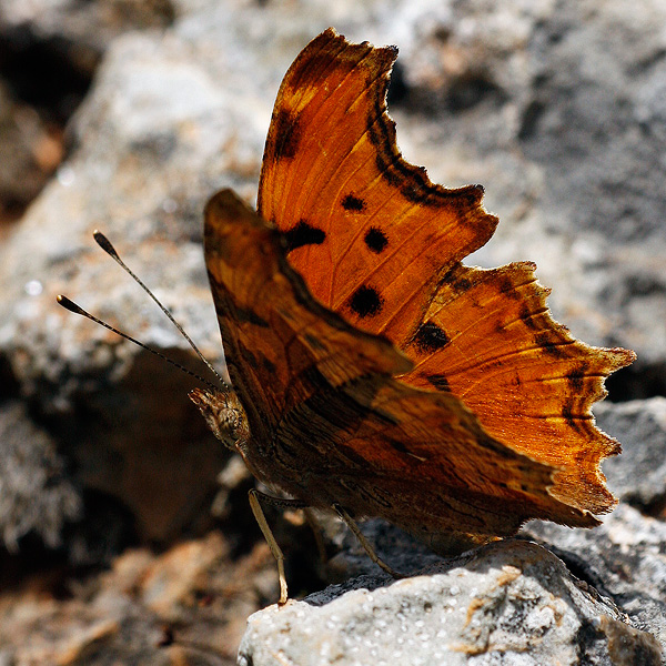 Polygonia egea