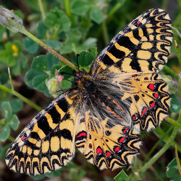 Zerynthia polyxena f. ochracea