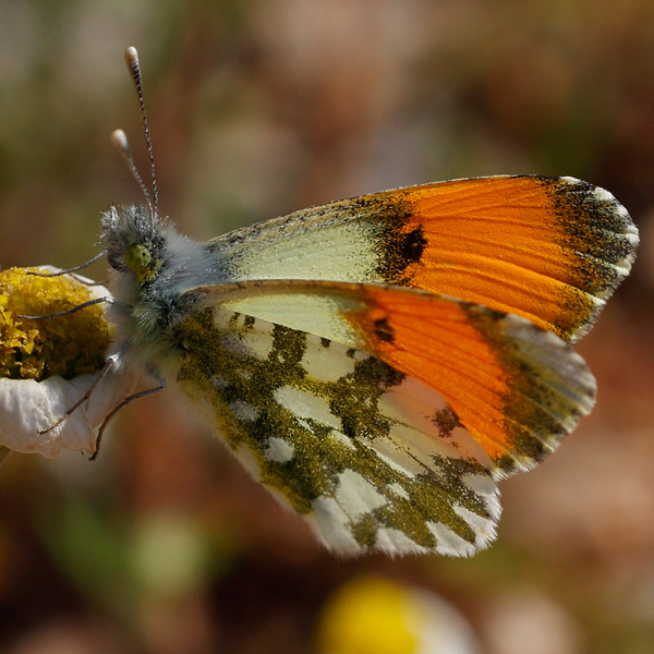 Anthocharis gruneri