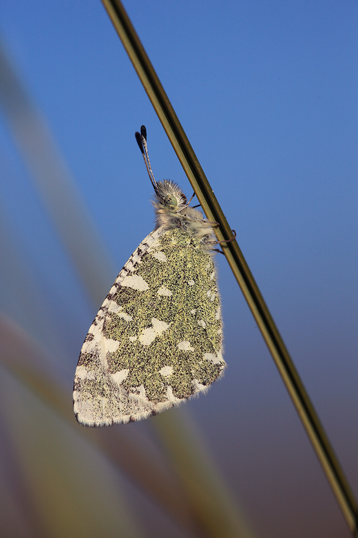 Euchloe tagis