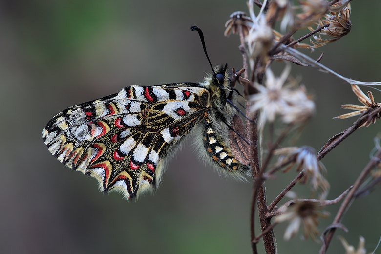 Zerynthia rumina