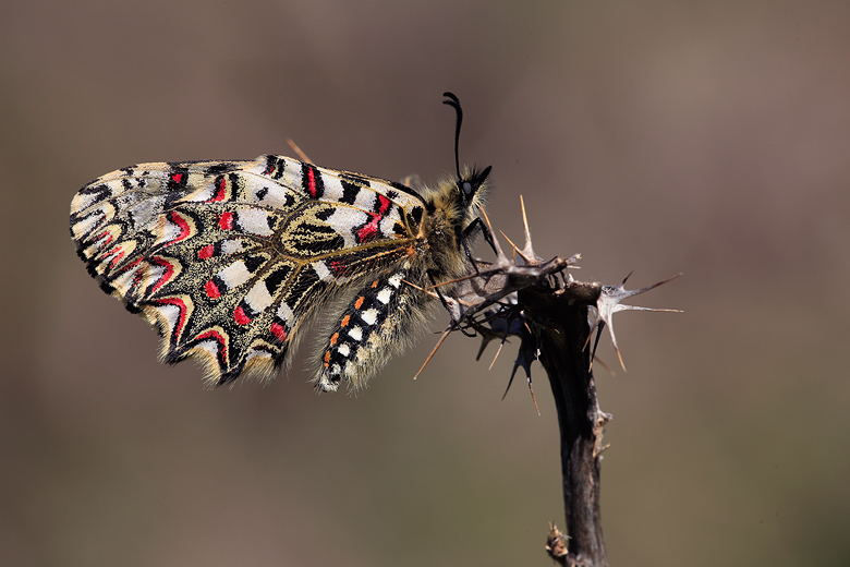 Zerynthia rumina