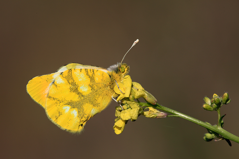 Zegris eupheme (meridionalis)