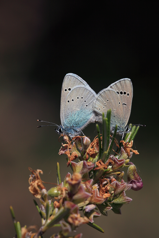 Glaucopsyche alexis