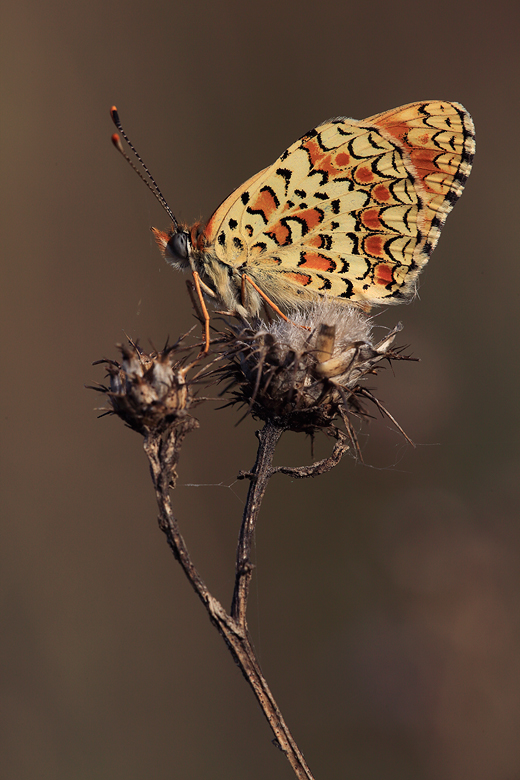 Melitaea phoebe