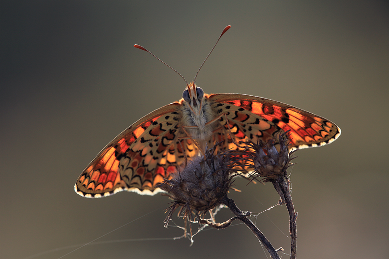 Melitaea phoebe