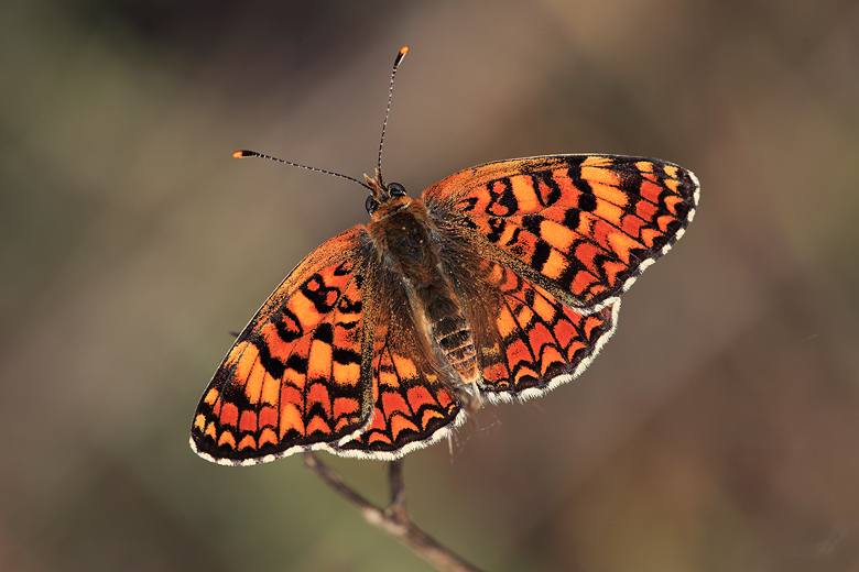 Melitaea phoebe