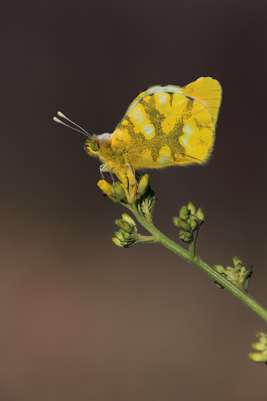 Zegris eupheme (meridionalis)