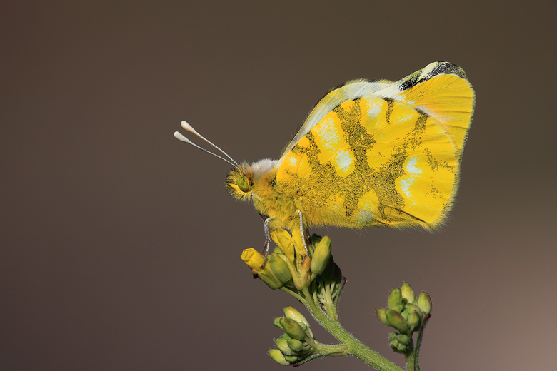 Zegris eupheme (meridionalis)