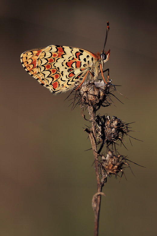 Melitaea phoebe