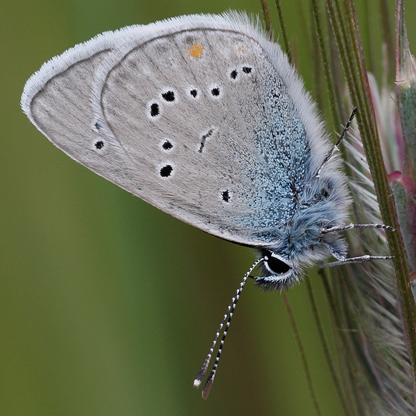 Cyaniris semiargus (parnassia)