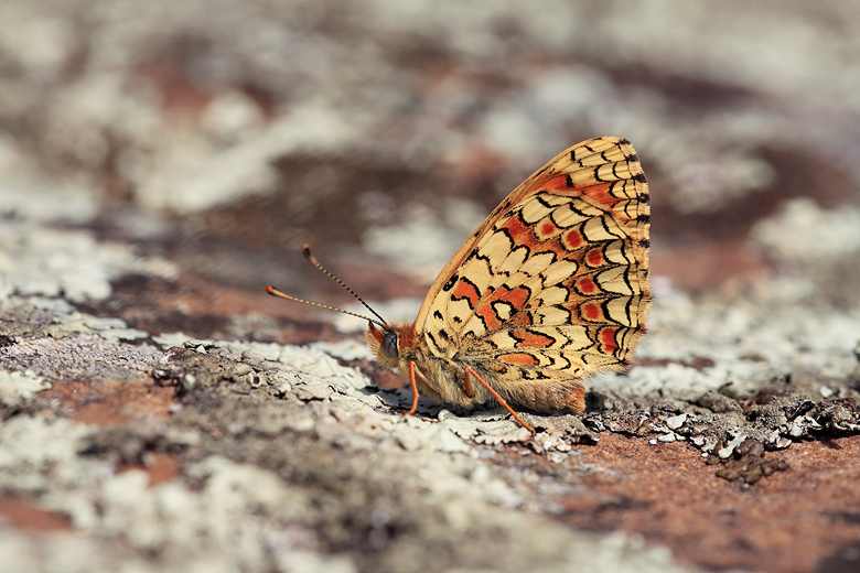 Melitaea aetherie