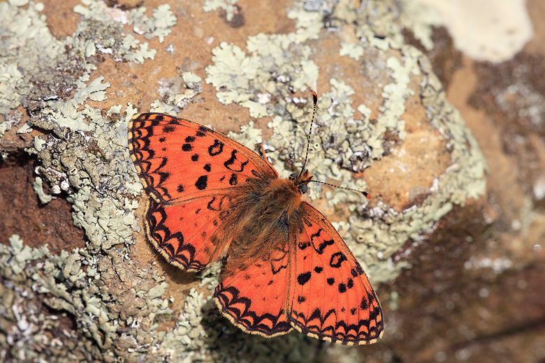 Melitaea aetherie