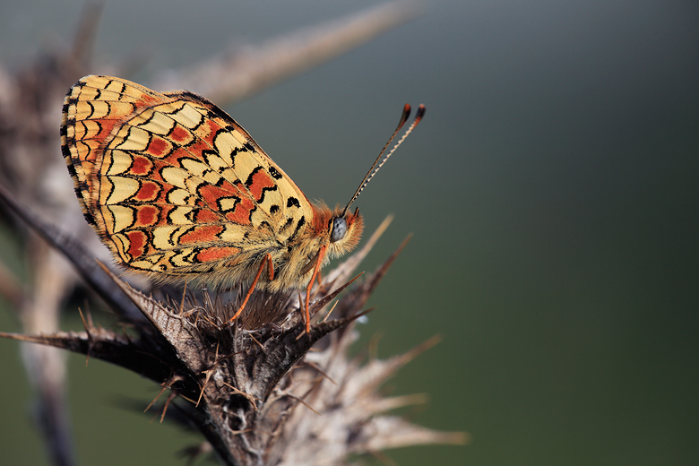 Melitaea aetherie