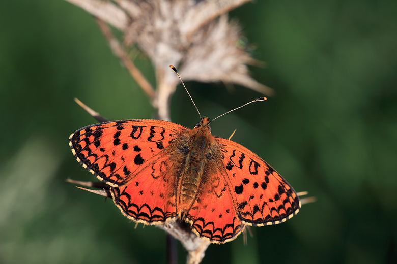 Melitaea aetherie