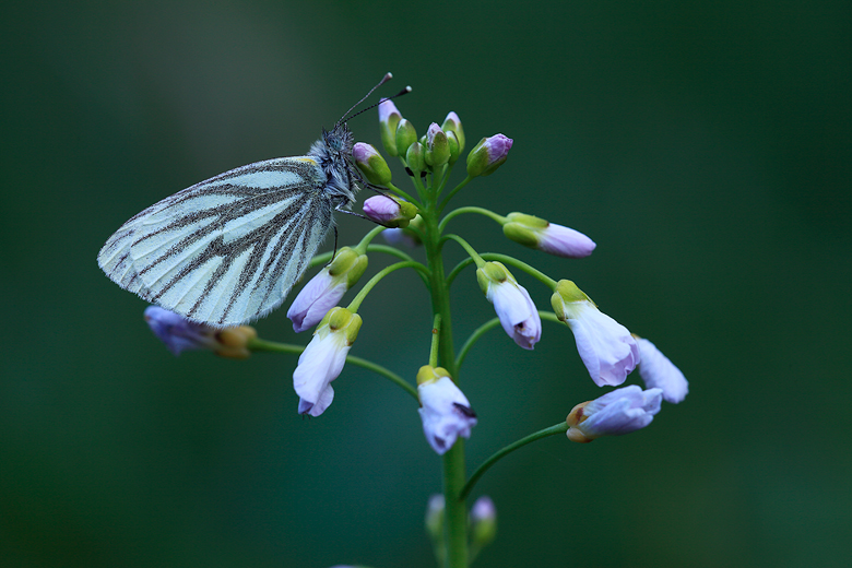 Pieris napi