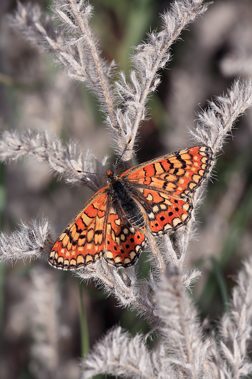 Euphydryas orientalis