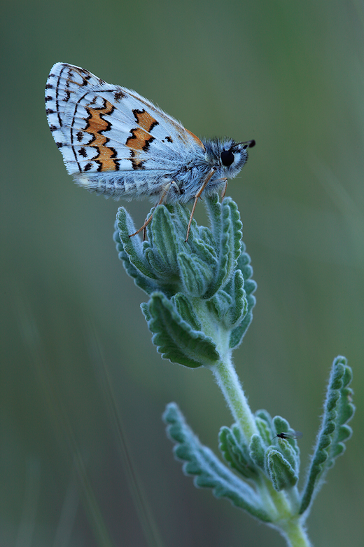 Pyrgus sidae