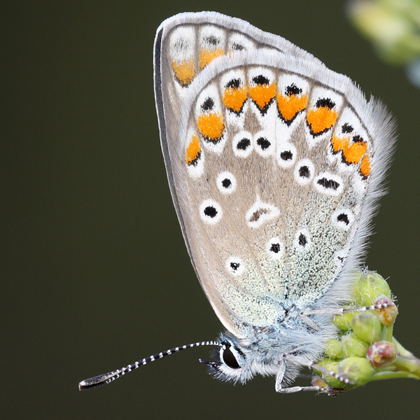 Polyommatus icarus